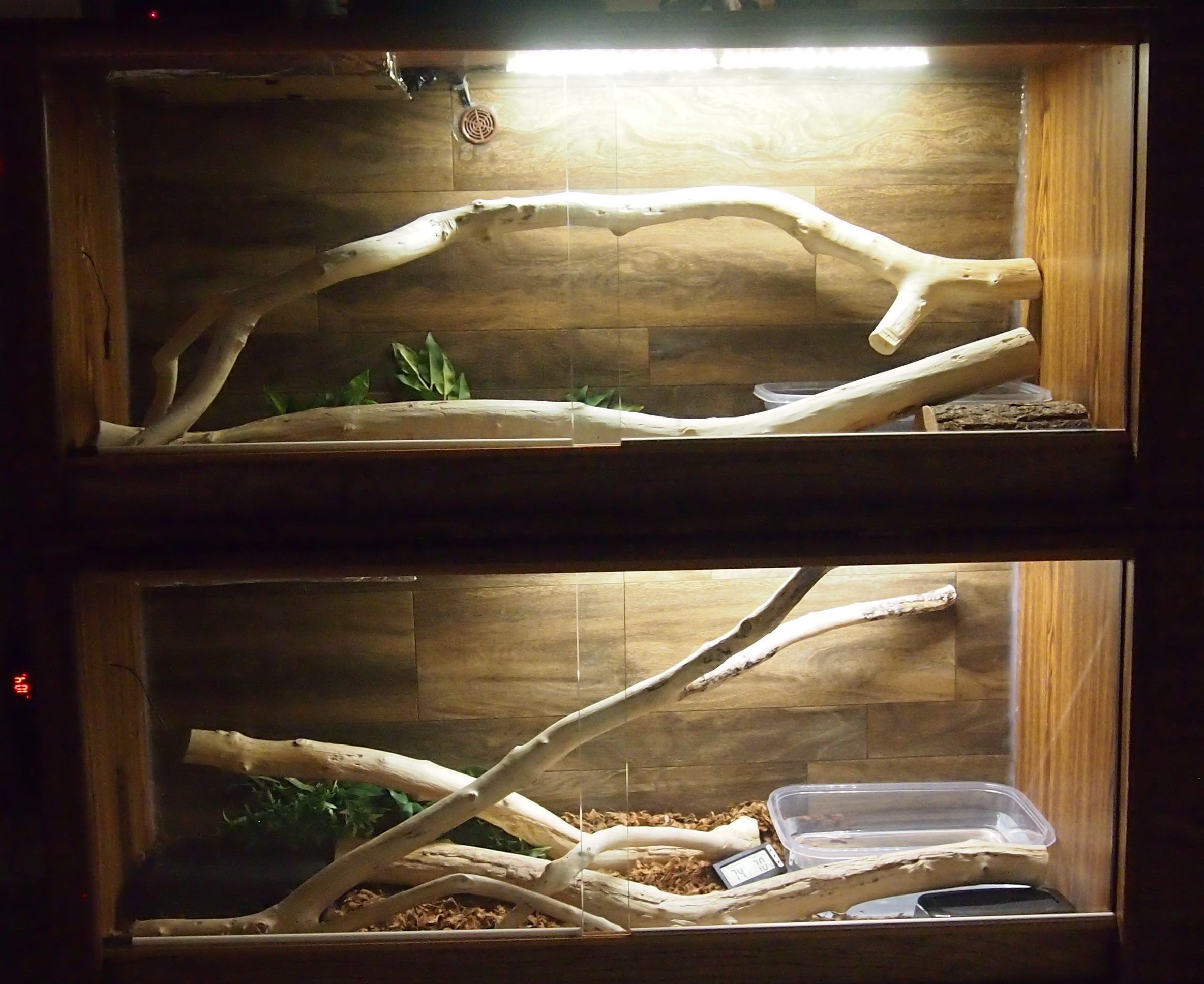 Central American Boa care: Enclosure