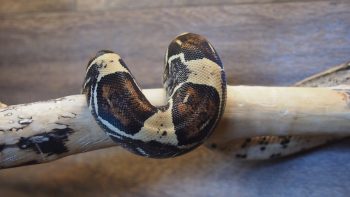 boa constrictor care sheet boa constrictor care sheet