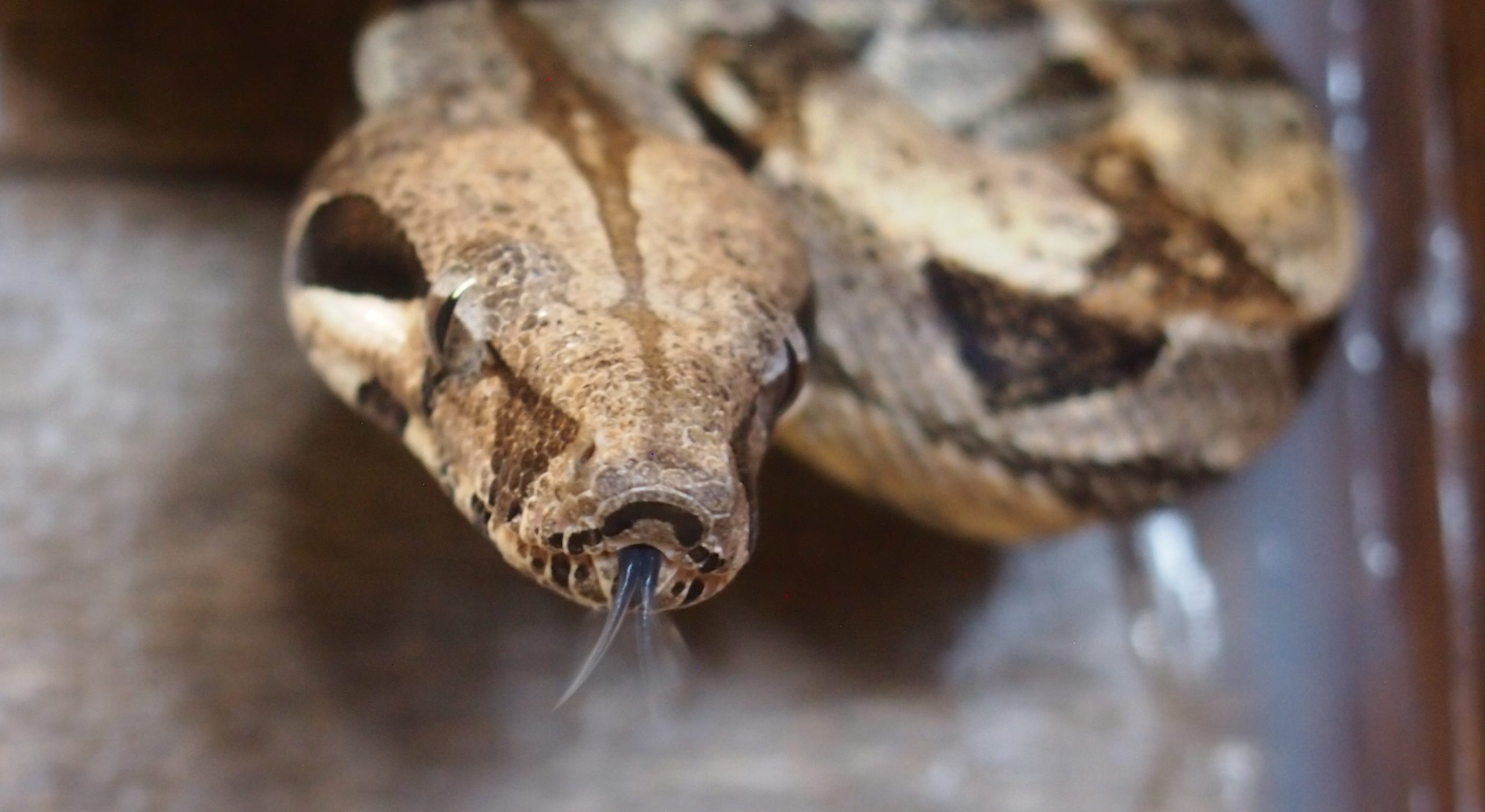 Boa Feeding Chart