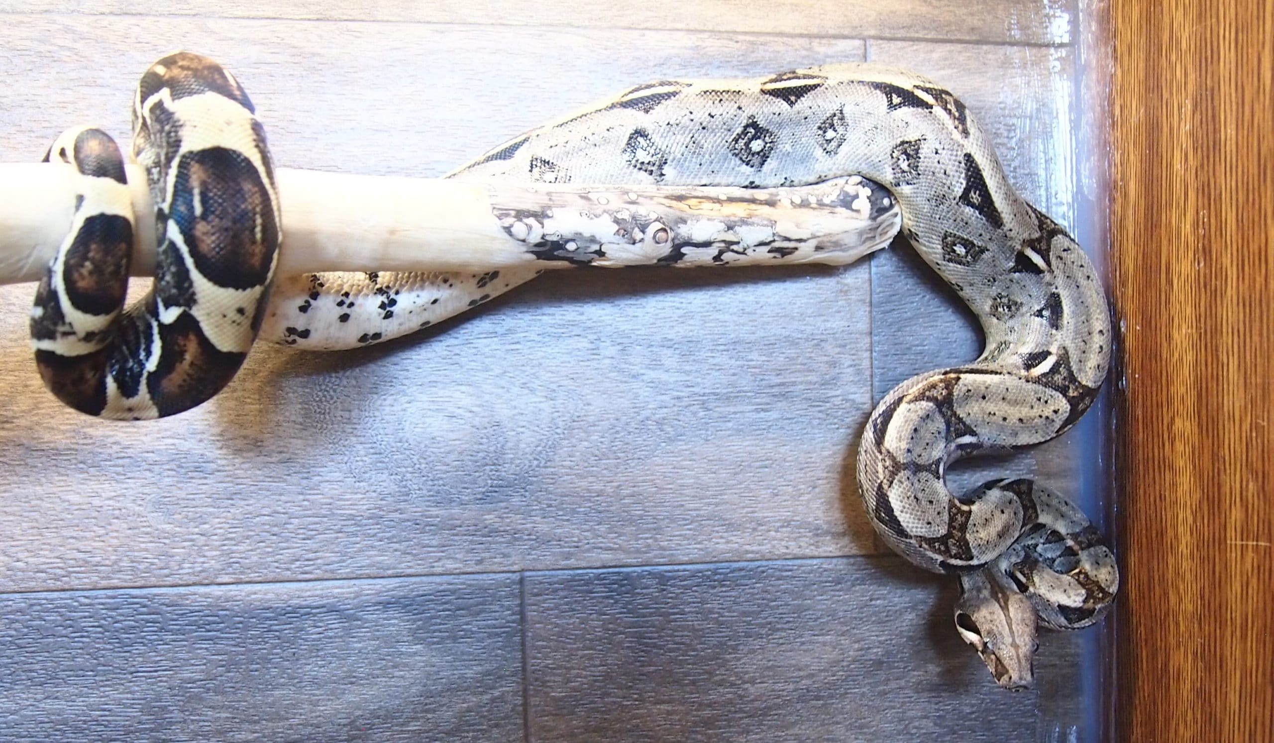 Healthy Boa constrictor