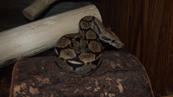 How long do red tail boas live as pets?
