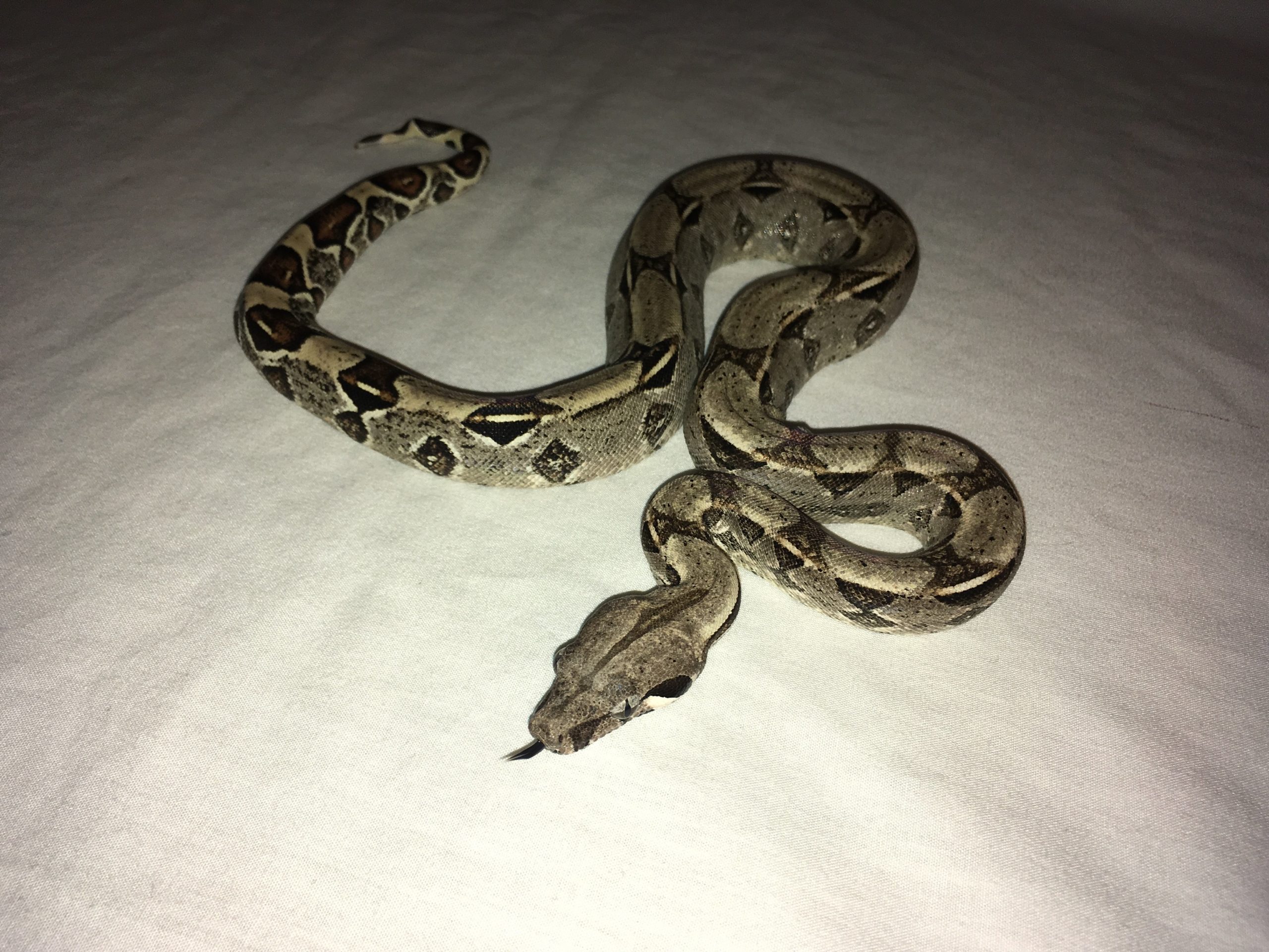 underweight boa