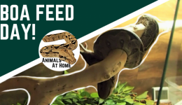 Boa Constrictor Feeding Chart