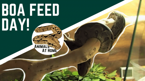 Boa Feeding Chart