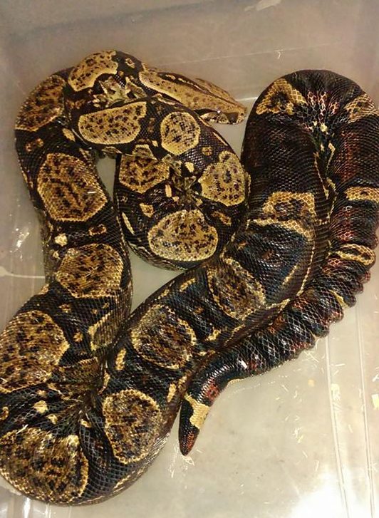 overweight boa