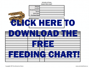 The Ultimate Boa Feeding Guide: Everything You Need to Know