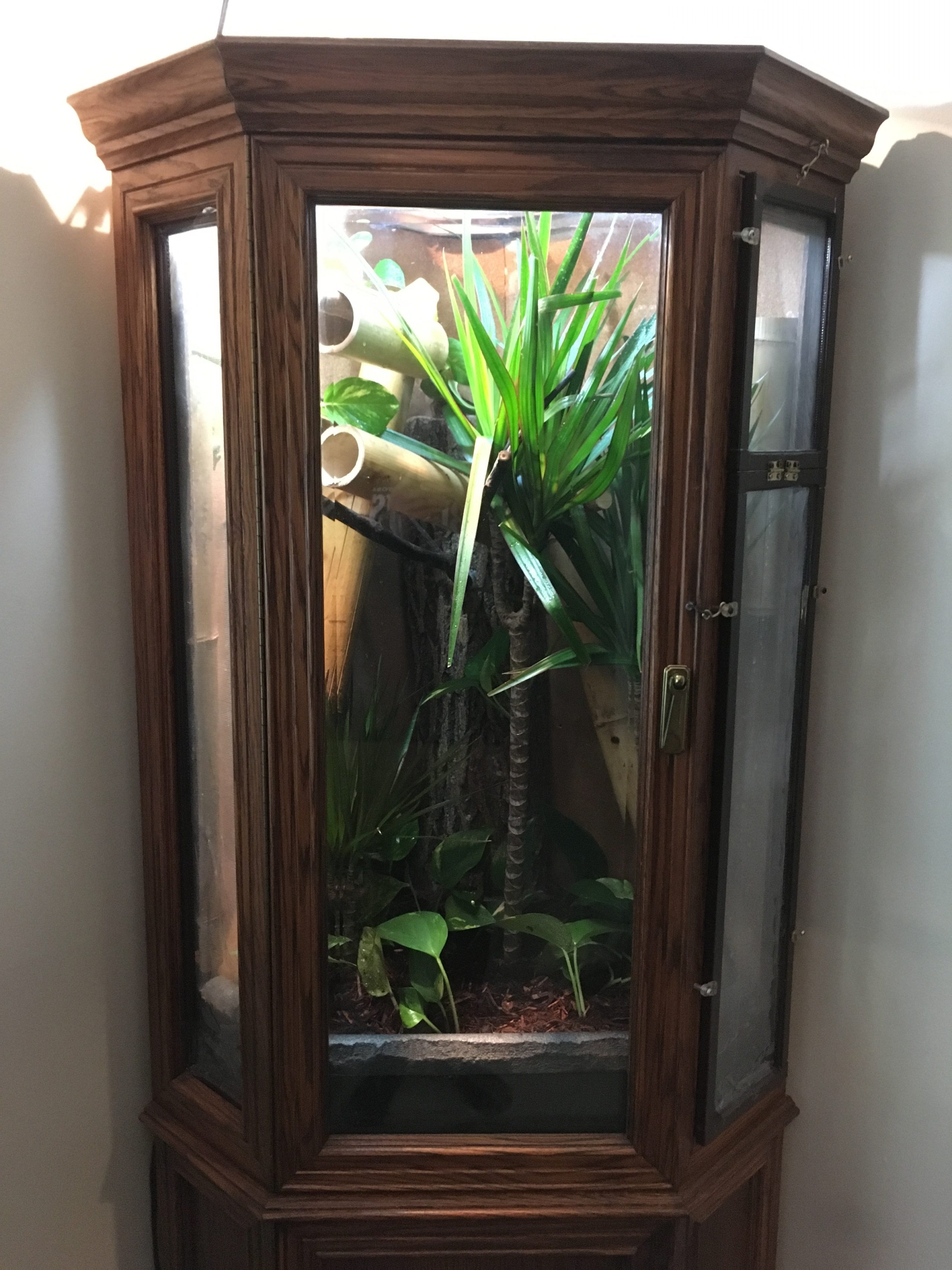 diy chameleon cage- replanted