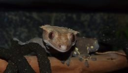 Crested Gecko Cage: Here are 3 Awesome Options!