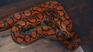 Brazilian Rainbow Boa