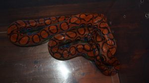 Brazilian Rainbow Boa