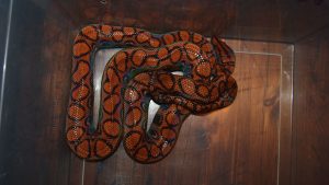 Brazilian Rainbow Boa