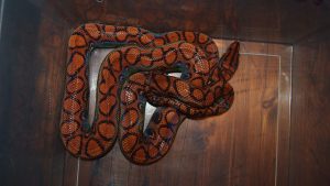 Brazilian Rainbow Boa