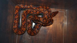 Brazilian Rainbow Boa