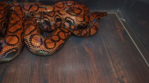 Brazilian Rainbow Boa