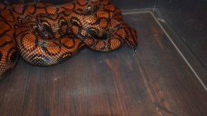 Brazilian Rainbow Boa