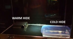 Large water dish- How to increase humidity in a terrarium Large water dish- How to increase humidity in a terrarium