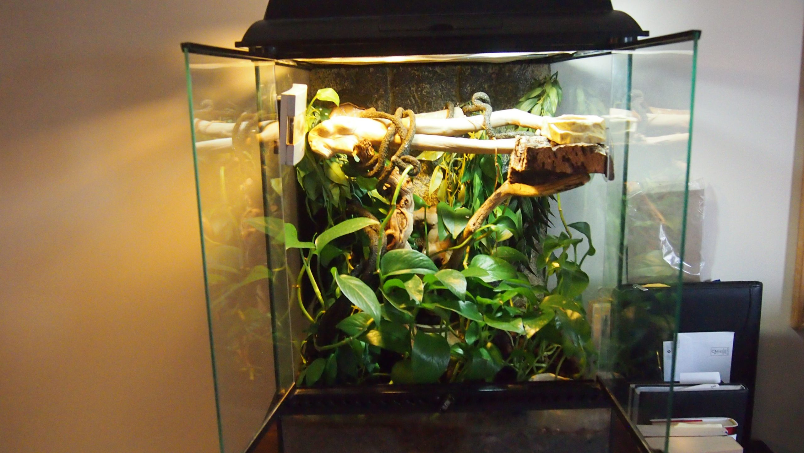 cheap crested gecko enclosure