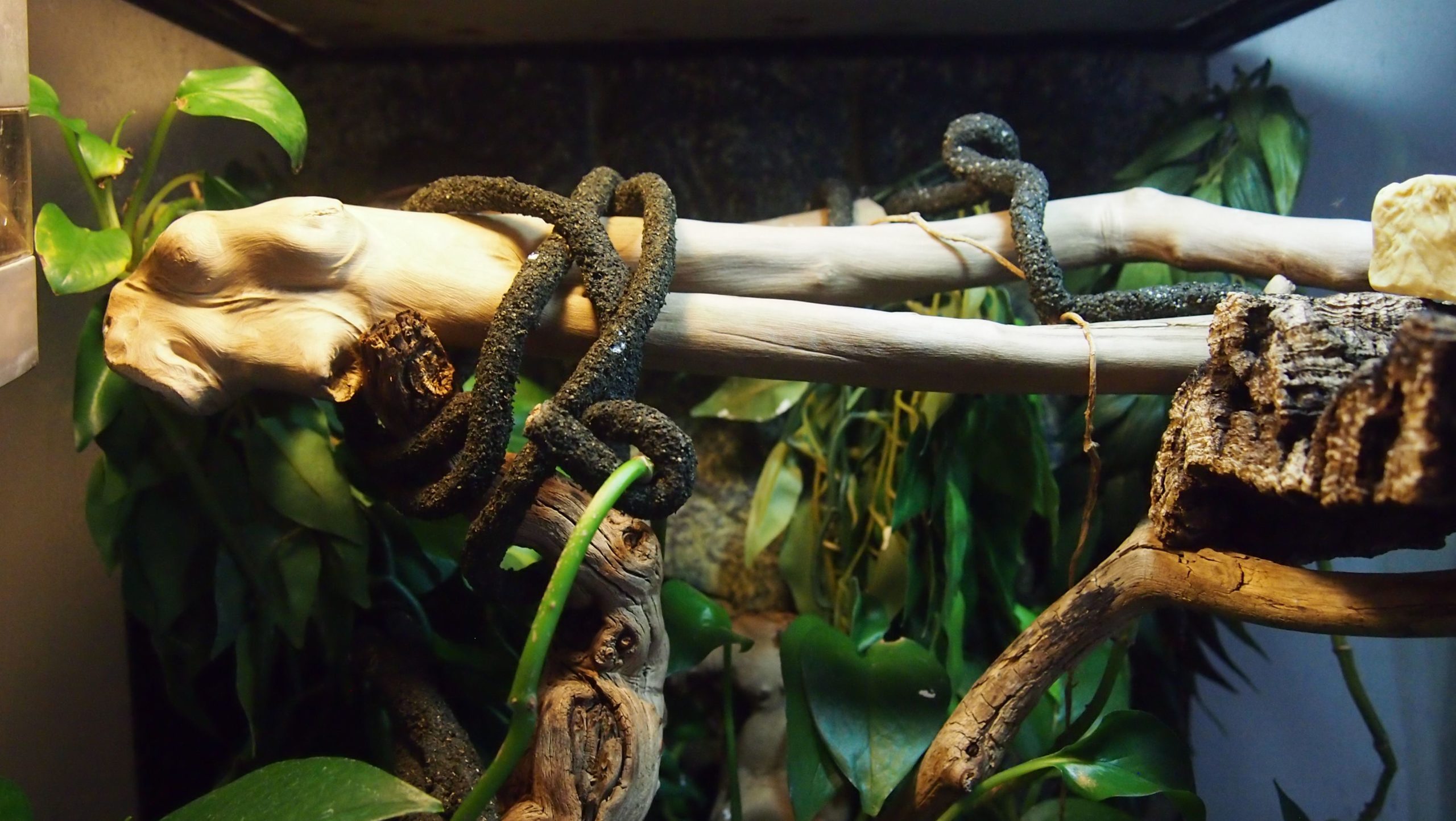 Crested Gecko Cage: Here are 3 Awesome Options!