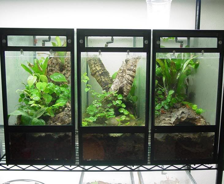 cheap crested gecko enclosure