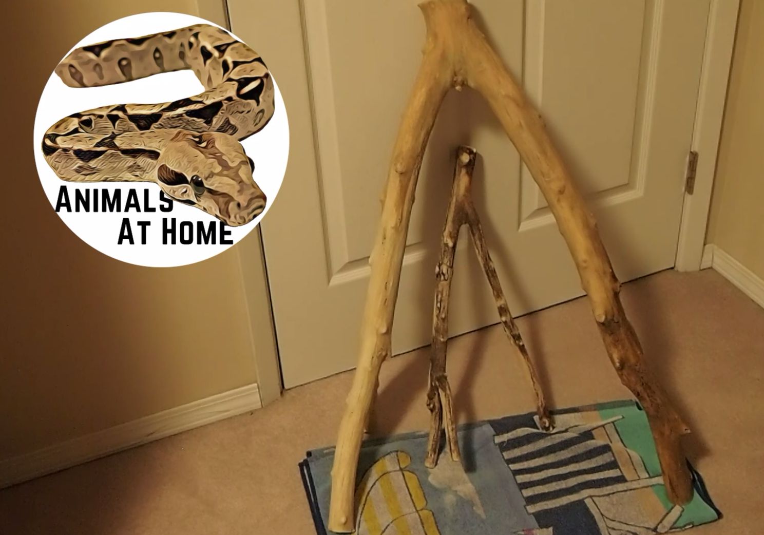 Reptile safe wood sales sealer