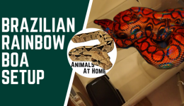 Brazilian Rainbow Boa Setup