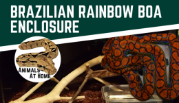 Brazilian Rainbow Boa Enclosure