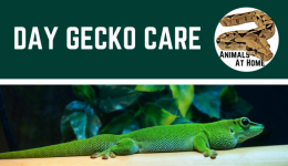 Day Gecko Care