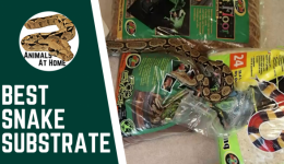 Best Substrate for Ball Pythons- 5 Options, 1 to Avoid