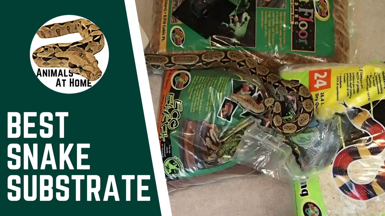 Best Ball Python Substrate 5 Options 1 To Avoid Video