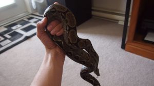 Handling a Boa