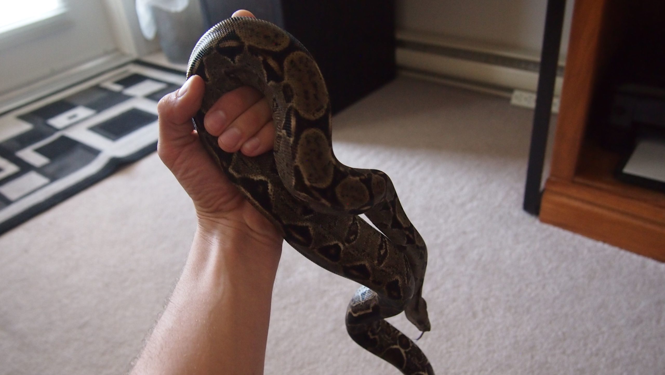 Central American Boa Care: 3 year old