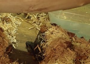 Snake poop Snake poop