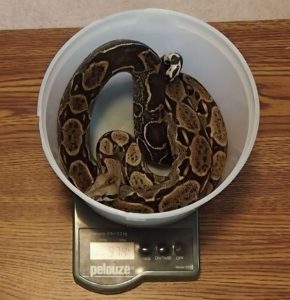 Weighing a Boa constrictor 