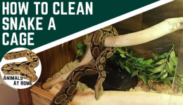 How to Clean a Snake Tank- 3 Methods