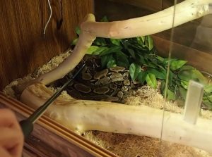 Pull out snake! Pull out snake!