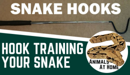 How to Train a Snake Not to Bite- A Simple, Effective Technique
