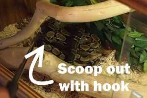 Remove from enclosure- How to train a snake not to bite