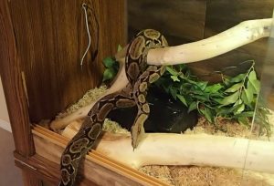 Happy Snake: How to clean a snake tank