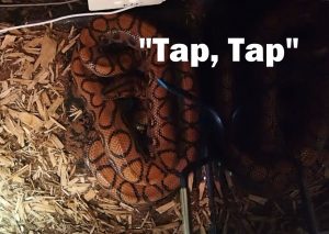 Tap with the Hook