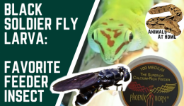 BSFL: Best Feeder Insects