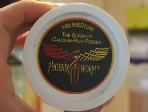 Phoenix worm's