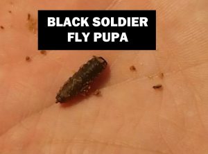 Black Soldier Fly Pupa Black Soldier Fly Pupa