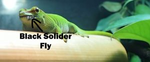 Black Solider Fly: Best feeder insects Black Solider Fly: Best feeder insects