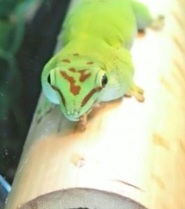 Day Gecko eating BSFL