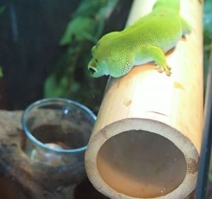 Day Gecko eating Black Soldier Fly Larva