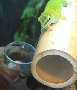 Day Gecko eating BSFL