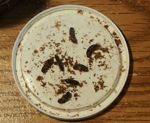 Black Soldier Fly Pupa Black Soldier Fly Pupa