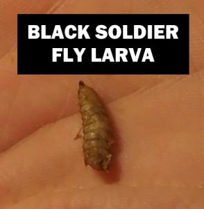 Black soldier fly larva Black soldier fly larva