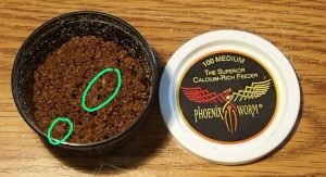 BSFL: best feeder insects