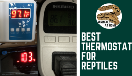 Best Thermostat for Reptiles- 4 Great Options and 1 to Avoid!